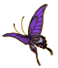 butterfly_17.gif